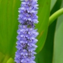 Skiaustmenė širdžialapė (Pontederia cordata) 'Blue'